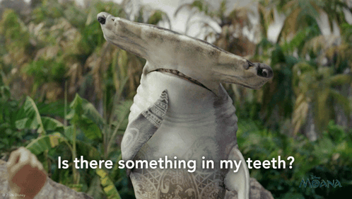 Is There Something In My Teeth Maui GIF. This 498 x 281 animated GIF is part of our hei hei moana collection. Related themes include disney. Created by…