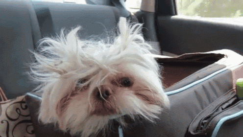 Is This Funny To You, Human? GIF