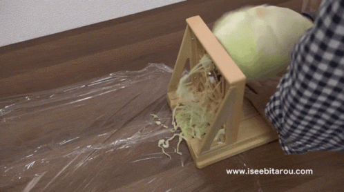 Iseebitarou Cabbage GIF. This 498 x 278 animated GIF is part of our my cabbages collection. Related themes include food, japanese. Created by sodaraptor…