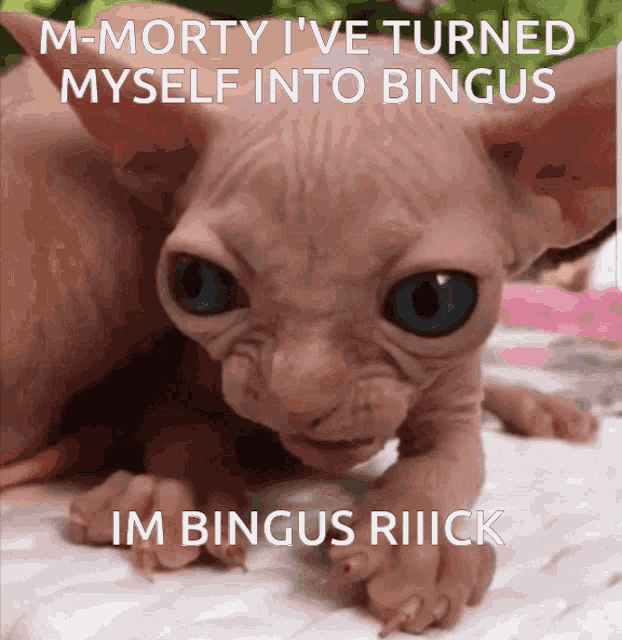 Isoto Bingus GIF