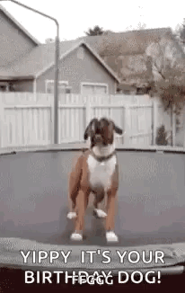 Its Your Birthday Happy Birthday GIF