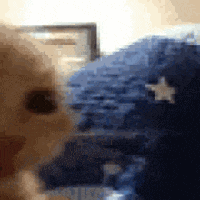 Itzillit Cat GIF