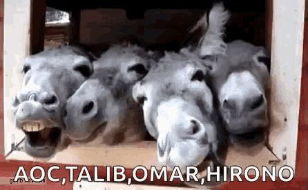 Jackass Donkey GIF