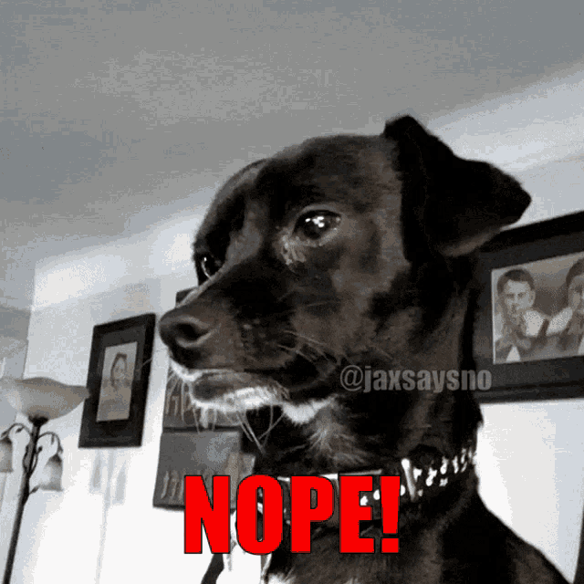 Jaxsaysno Nope GIF