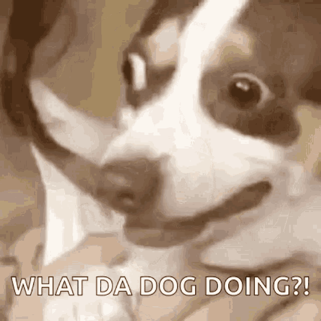 Jeonqmi Dog GIF