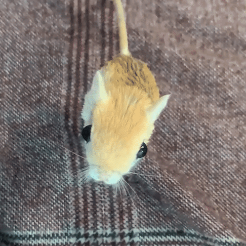 Jerboa Jump GIF
