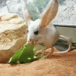 Jerboa Kangaroo Mice GIF