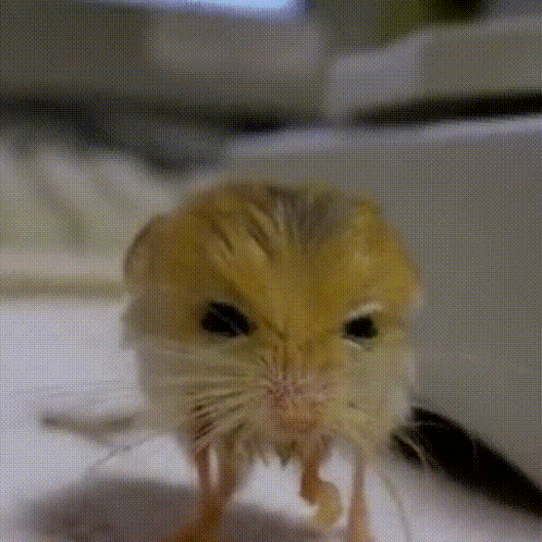 Jerboa GIF