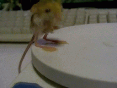 Jerboa GIF