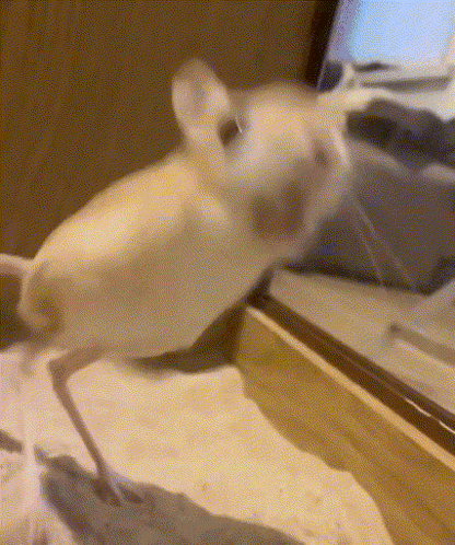 Jerboa GIF