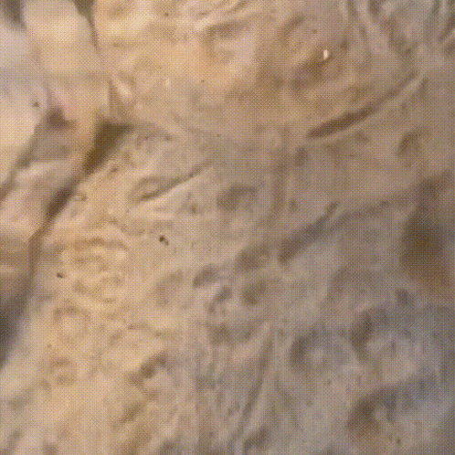 Jerboa GIF