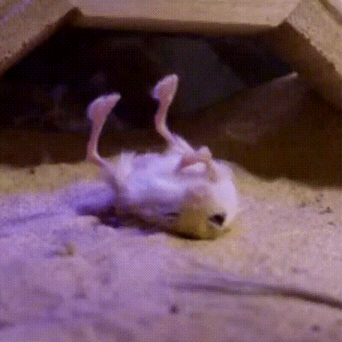 Jerboa GIF
