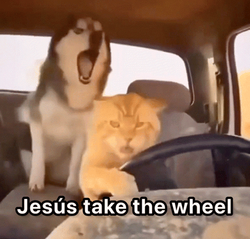 Jesus Take The Wheel Cat GIF