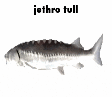 Jethro Tull Chris Squire GIF