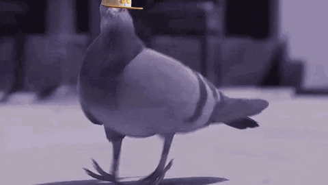 Jib Pantsington GIF. This 480 x 270 animated GIF is part of our funny pigeon collection. Created by pantsington. View the original animation, share it, or…