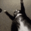 Jigglingcat GIF