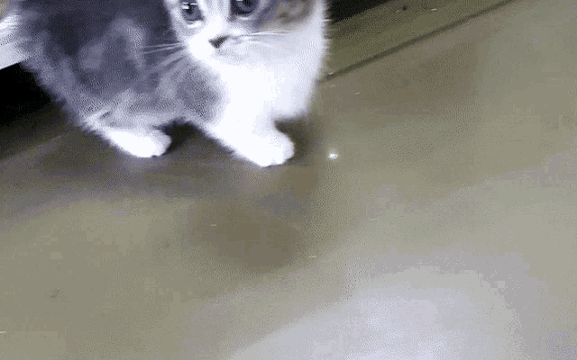 Jinny Jinnytty GIF