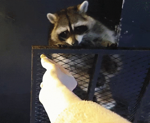 Jinny Jinnytty GIF