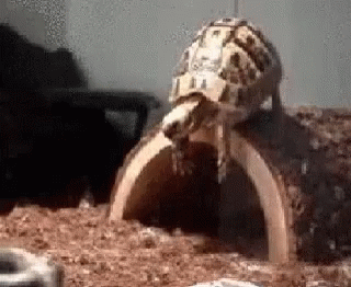Jk Turtle Dive GIF. This 320 x 262 animated GIF is part of our suficiente internet por hoy collection. Related themes include confused, enough, im done…