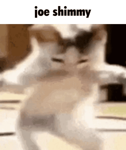 Joe Cat GIF