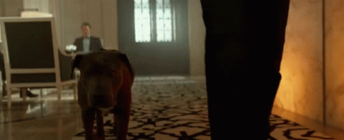 John Wick Dog GIF. This 498 x 203 animated GIF is part of our john wick dog collection. Related themes include john wick, walking. Created by SuzanneVoyles…