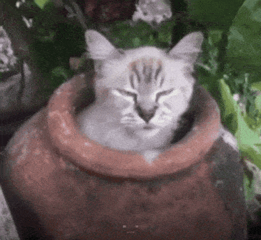 Join Covenant Dark Souls GIF