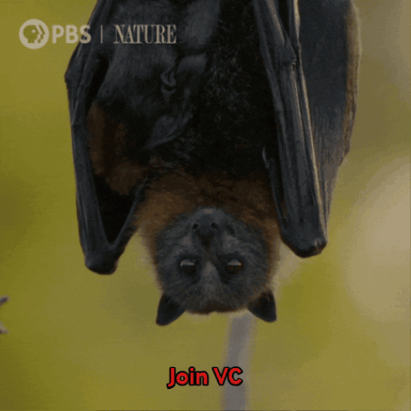 Join Vc Bat Bat Join Vc GIF