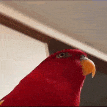 Joking Staring GIF