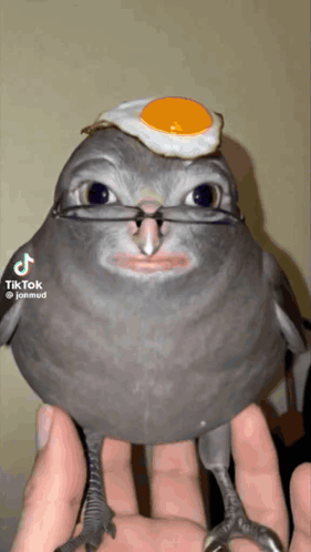 Jon Mud Josh Clancy GIF. This 281 x 498 animated GIF is part of our funny pigeon collection. Related themes include weird. Created by Niggaling. View the…