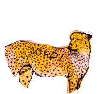 Jordi Maroon5 Sticker