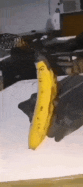 Josuke GIF