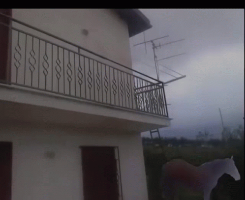 Juan Horse GIF