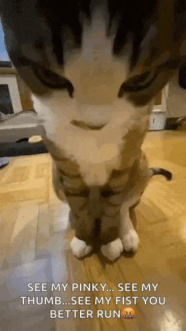 Judgement Cat Angry Cat GIF