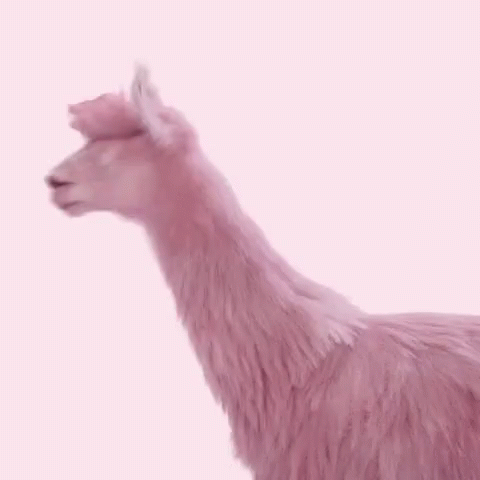 Julesmumm Bejules GIF. This 480 x 480 animated GIF is part of our lhama cuspindo collection. Related themes include lama. View the original animation, share…