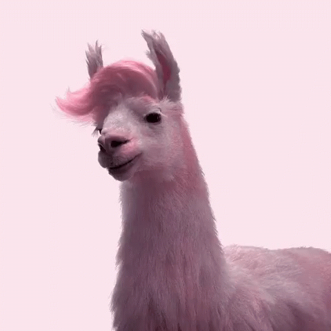 Julesmumm Bejules GIF. This 480 x 480 animated GIF is part of our lhama cuspindo collection. Related themes include lama. View the original animation, share…