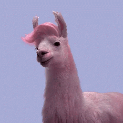 Julesmumm Bejules GIF. This 480 x 480 animated GIF is part of our lhama cuspindo collection. Related themes include lama. View the original animation, share…