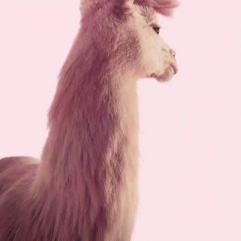 Julesmumm Bejules GIF. This 480 x 480 animated GIF is part of our lama collection. View the original animation, share it, or browse related GIFs.