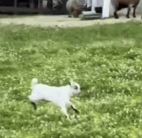 Jumping-goats-slower Happy GIF. This 280 x 272 animated GIF is part of our goat collection. Related themes include excited, happy, jumping. Created by…