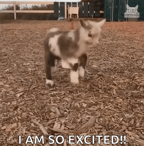 Jumping Kid Jumping GIF