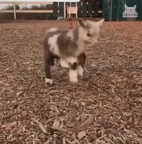 Jumping Kid Jumping GIF