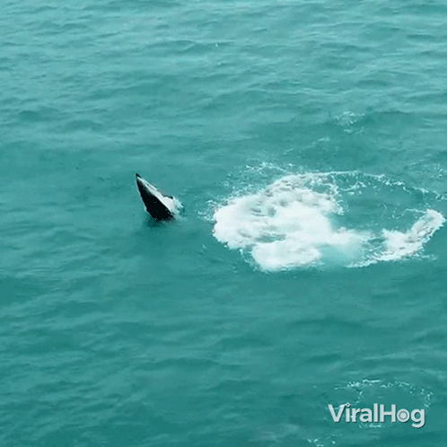 Jumping Out Of Water Dolphin GIF