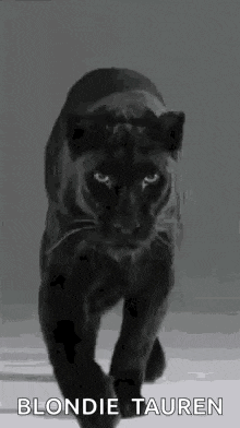 Jungle Cats Black Panther GIF