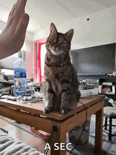 Juniper Cat GIF
