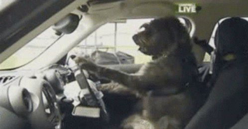 Just Do It Dog Driving GIF. This 498 x 259 animated GIF is part of our long duck dong collection. Related themes include dog driving, just do it. Created by…