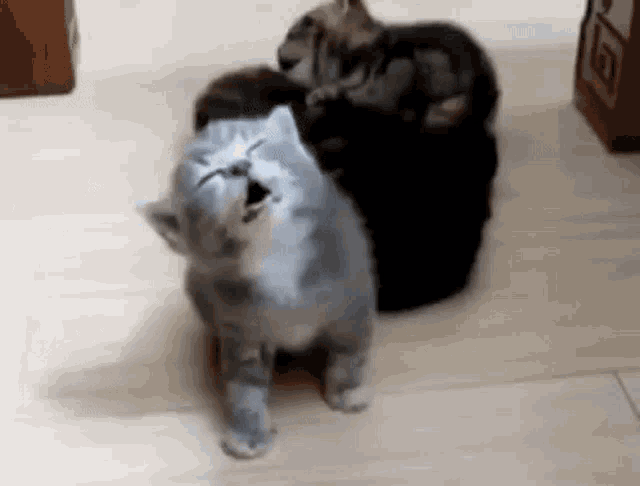 Jwycat GIF