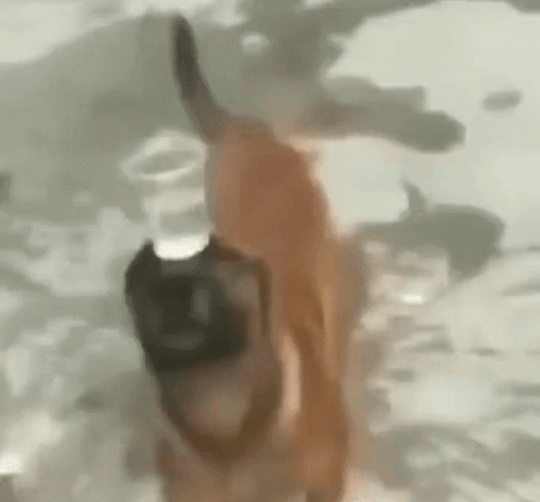 Köpek Dog GIF. This 498 x 463 animated GIF is part of our su collection. Related themes include water. Created by zencilerkral. View the original animation…