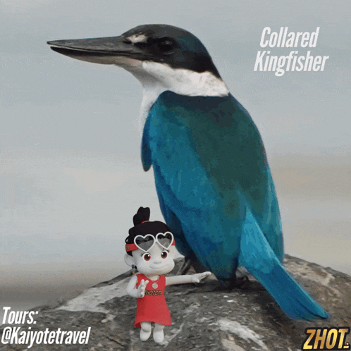 Kaiyote Travel Collared Kingfisher GIF