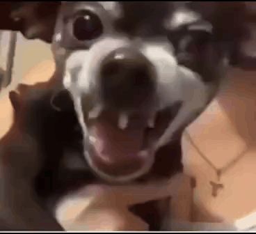 Kakaka Kakakaka GIF