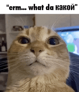 Kakon Cat GIF