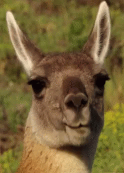 Kangaroo Eat GIF. This 248 x 346 animated GIF is part of our lama collection. Related themes include eat. Created by cali7. View the original animation…